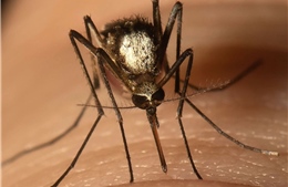 Cuba: Phát hiện muỗi Aedes vittatus có thể truyền bệnh sốt xuất huyết