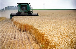 Thị trường nông sản tuần qua: Giá lúa tăng nhẹ