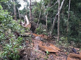 Khởi tố 11 đối tượng liên quan vụ khai thác trái phép gần 85 m3 gỗ tại Gia Lai