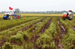 Hà Nội: Định hướng phát triển nông nghiệp theo hướng sản xuất hàng hóa