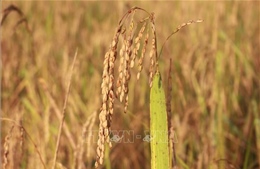 Mùa lúa rẫy của đồng bào T’rin ở Khánh Hòa