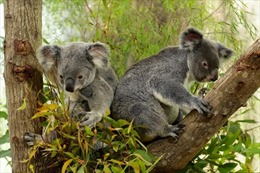 Australia liệt gấu koala ở hai bang miền Đông vào danh sách có nguy cơ tuyệt chủng