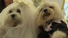 Thông điệp yêu thường từ đám cưới tập thể độc đáo của cún cưng ở Peru
