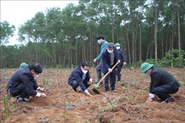 Quảng Trị: Trồng 5,6 triệu cây quế hưởng ứng Tết trồng cây
