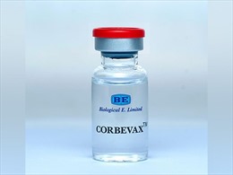 Ấn Độ phê chuẩn sử dụng khẩn cấp vaccine Corbevax cho người từ 12-18 tuổi