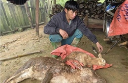 Xuất hiện gia súc chết rét tại các tỉnh miền núi phía Bắc
