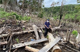 Vụ hủy hoại rừng phòng hộ đầu nguồn sông Trà Bương: Khởi tố thêm 3 đối tượng 