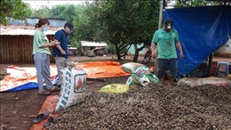 Giá hạt điều tươi tại Bình Phước giảm sâu
