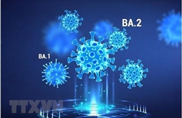 BA.2 trở thành biến thể chủ đạo gây COVID-19 trên toàn cầu