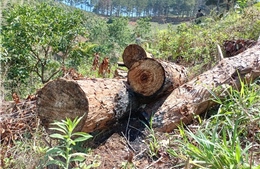 Đà Lạt: Lập tổ công tác đặc biệt quản lý rừng bằng công nghệ cao