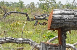 Khởi tố vụ án phá hơn 382 ha rừng tại Đắk Lắk
