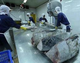 Tận dụng cơ hội xuất khẩu cá ngừ