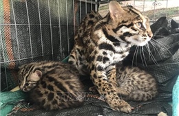 Vườn Quốc gia Cúc Phương tiếp nhận 5 con mèo rừng quý hiếm