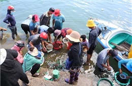 Ngư dân Ninh Thuận trúng mùa khai thác cá dìa giống