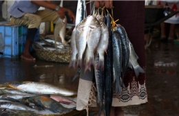 Nổ ở chợ cá tại Yemen khiến ít nhất 4 người thiệt mạng, 30 người bị thương