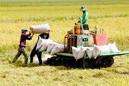 Thị trường nông sản: Giá lúa vẫn ở mức cao