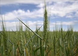 Nga tìm giải pháp thông thương ngũ cốc của Ukraine