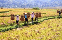 Lai Châu giữ vững thương hiệu đặc sản gạo Séng cù