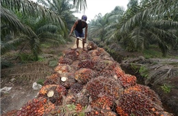 Indonesia khởi động kế hoạch tăng tốc xuất khẩu dầu cọ