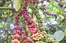 Khởi động dự án nâng cao tính bền vững, giá trị cây cà phê, hồ tiêu