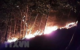 Quảng Trị có 9 địa phương nguy cơ cháy rừng ở mức cực kỳ nguy hiểm