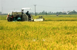 Cà Mau khẩn trương khắc phục khó khăn trong tiêu thụ lúa gạo