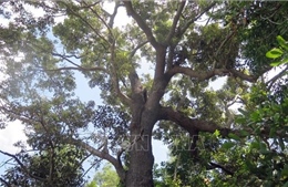 Cần sớm có giải pháp bảo vệ cây chai lá cong - Loài cây quý hiếm
