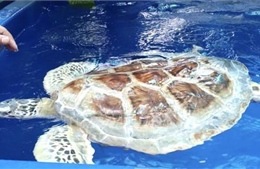 Đồng Nai: Bàn giao rùa biển quý hiếm có nguy cơ tuyệt chủng cao