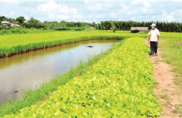Trà Vinh xây dựng vùng sản xuất nông nghiệp bền vững trước biến đổi khí hậu