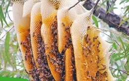 Một người đàn ông tử vong khi lấy mật ong