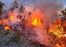 Bình Định: Đốt thực bì gây cháy lớn ở núi Vũng Chua, thành phố Quy Nhơn