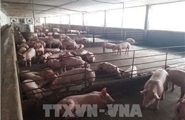 Giá lợn hơi tăng cao, người chăn nuôi e dè khi tái đàn