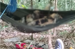 Điều tra, xác minh nhân thân của hai bộ xương người được phát hiện trong rừng