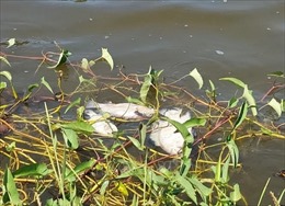 Quảng Trị: Tình trạng cá chết kéo dài ở hồ Nước Chè, gây ô nhiễm môi trường