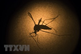 Lào thử nghiệm sử dụng muỗi mang vi khuẩn Wolbachia để kiềm chế dịch sốt xuất huyết