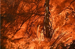 Cháy rừng gây thiệt hại lớn tại tỉnh Kurgan của Nga