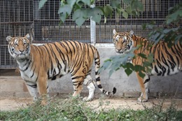 Đề xuất ban hành Danh mục động vật hoang dã được phép nuôi thương mại