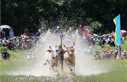 Tưng bừng lễ hội đua bò truyền thống của đồng bào Khmer