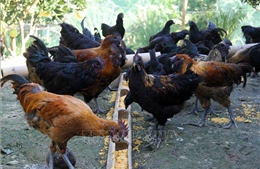 Bà con vùng cao Hà Giang tăng thu nhập từ việc nuôi giống gà đen bản địa