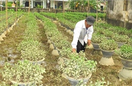 Người trồng hoa Tết ở Thừa Thiên - Huế với nguy cơ trắng tay sau lũ lớn