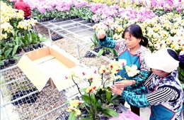 Hành trình xây dựng nông thôn mới ở Hà Nội - Bài 2: Tư duy mới trong nông nghiệp