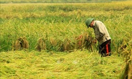 Khẩn trương thu hoạch lúa, rau màu trước diễn biến phức tạp của bão số 7