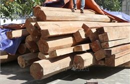 Phát hiện vụ tàng trữ trái phép hơn 26m3 gỗ tại xã Phu Luông, tỉnh Điện Biên