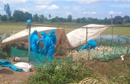 Đắk Lắk khẩn trương khoanh vùng dập dịch cúm gia cầm A/H5N1