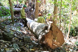 Chấn chỉnh công tác quản lý, bảo vệ rừng tại Đắk Nông
