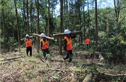 Phát triển rừng bền vững, trồng rừng gỗ lớn và gia tăng giá trị từ rừng