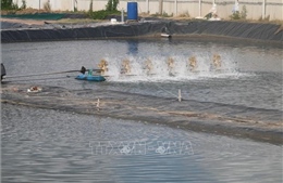 Phát triển nuôi trồng thủy sản nơi cù lao nhiễm mặn hạ lưu sông Tiền
