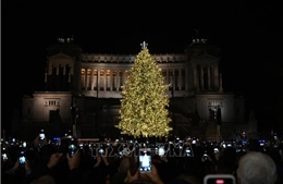 Thông &#39;xanh&#39; mang Giáng sinh an lành cho thành Rome giữa khủng hoảng năng lượng