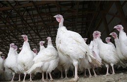 Israel phát hiện các ổ dịch cúm gia cầm độc lực cao tại trang trại nuôi gà tây