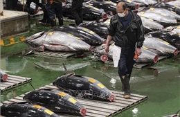 Nhộn nhịp đấu giá cá ngừ đầu năm tại Nhật Bản